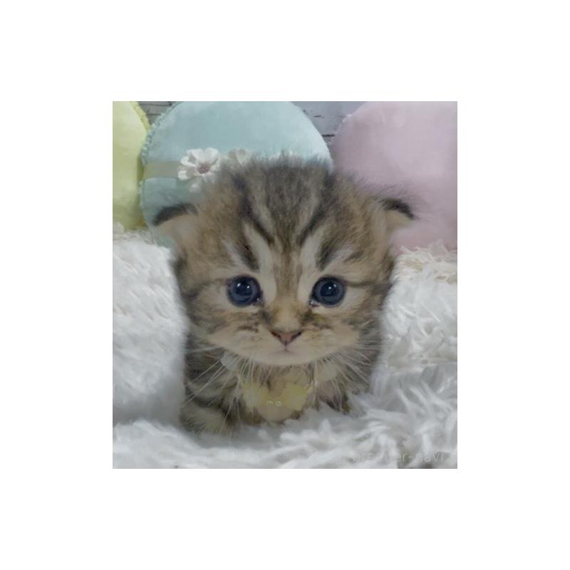 販売中の静岡県のミックス-130308の4枚目