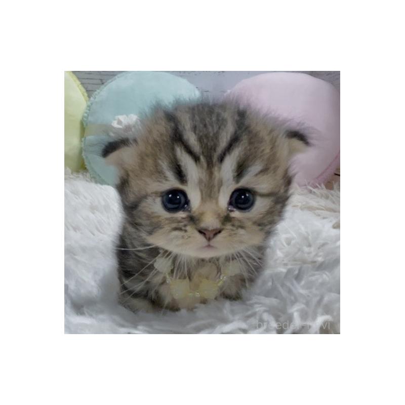 販売中の静岡県のミックス-130308の3枚目