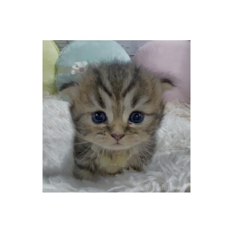 販売中の静岡県のミックス-130308の2枚目