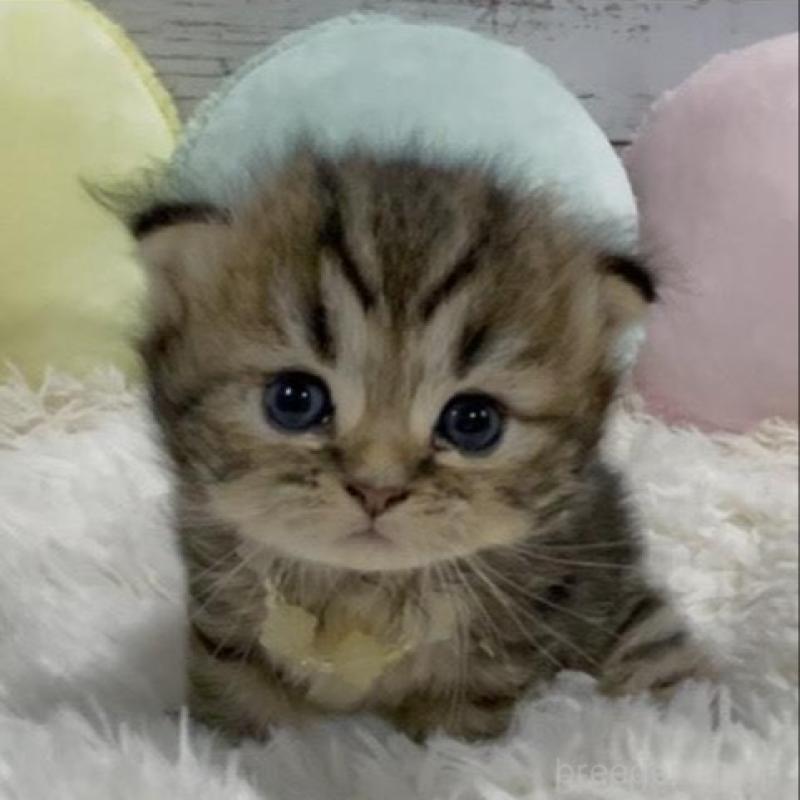 販売中の静岡県のミックス-130308