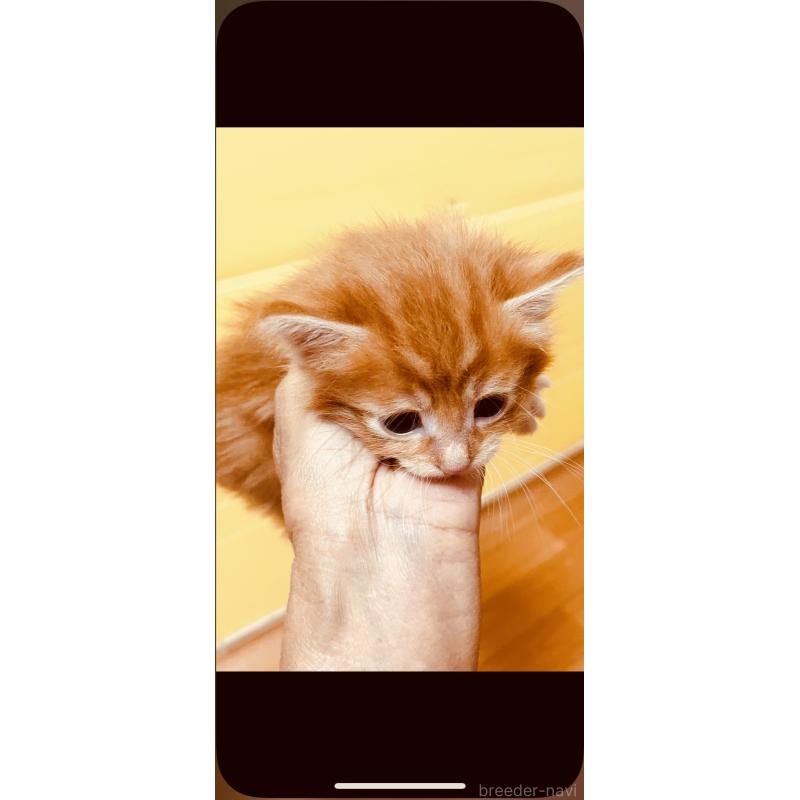 販売中の京都府のメインクーン-130297の2枚目