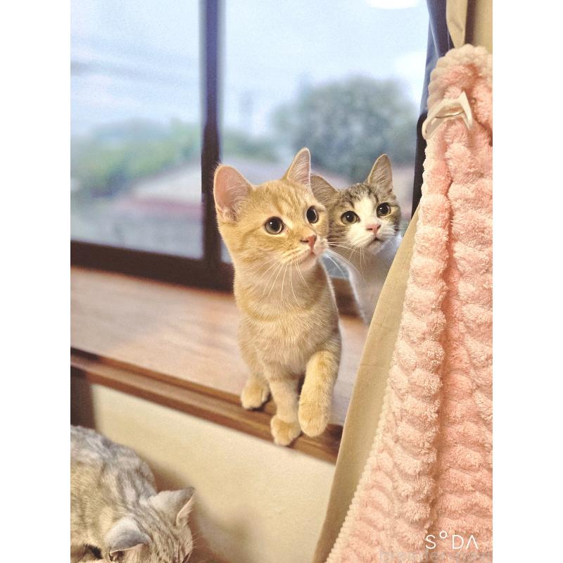 販売中の茨城県のミヌエット-123175の5枚目