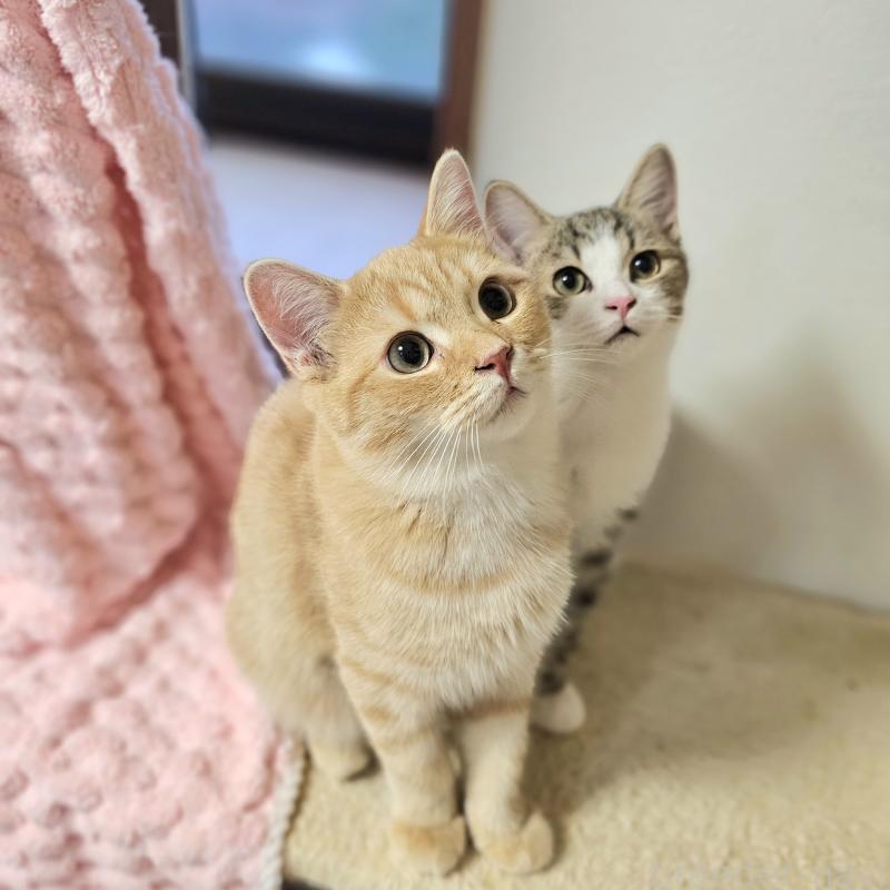 販売中の茨城県のミヌエット-123175の4枚目