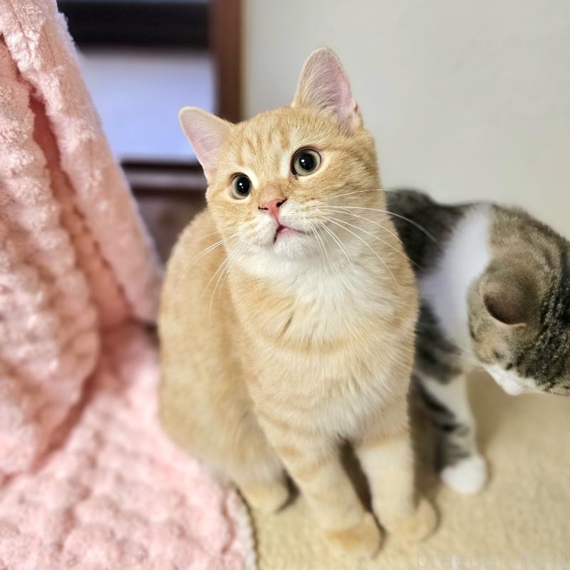 販売中の茨城県のミヌエット-123175の3枚目