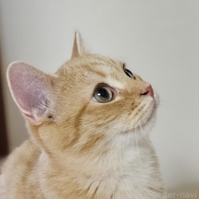 販売中の茨城県のミヌエット-123175の2枚目