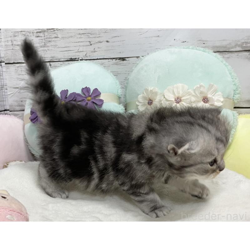 販売中の静岡県のミックス-130309の13枚目