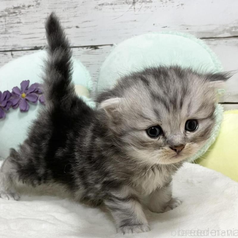 販売中の静岡県のミックス-130309の1枚目