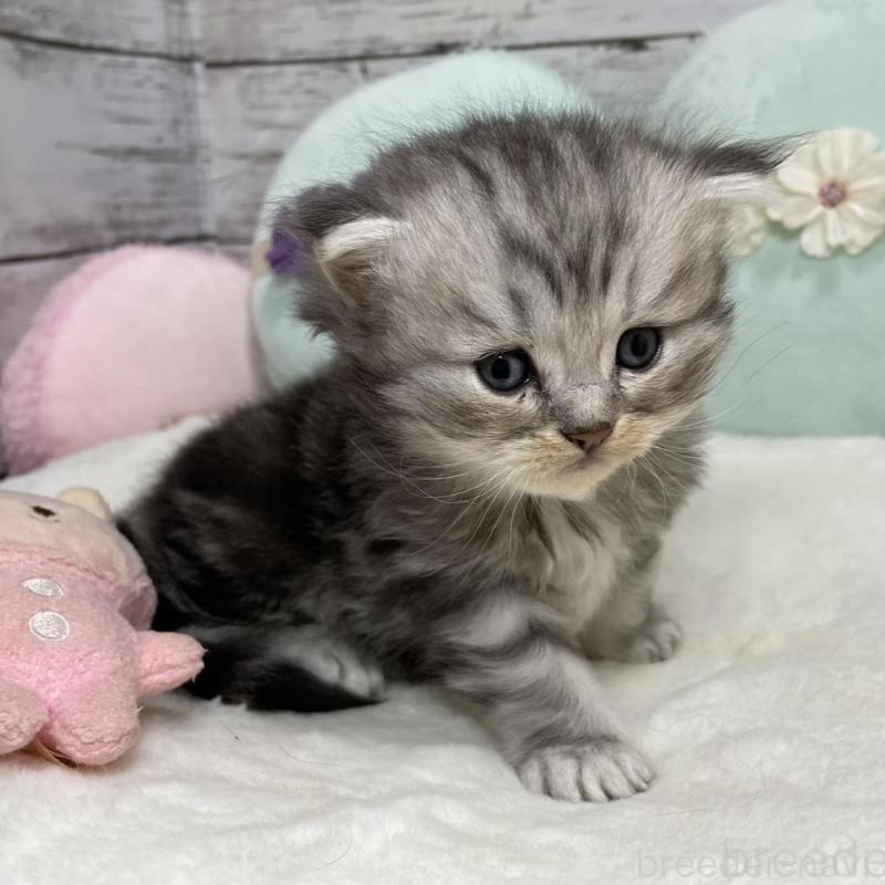 販売中の静岡県のミックス-130309の12枚目