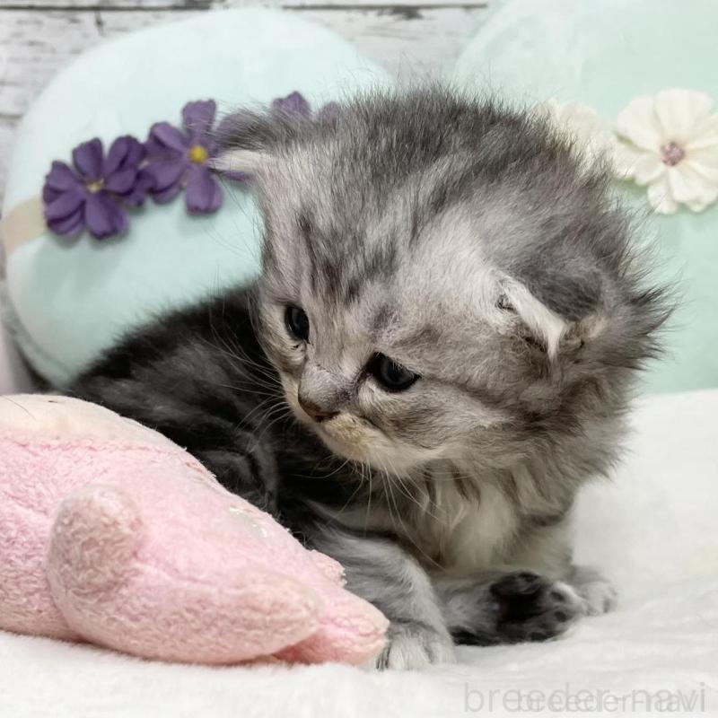 販売中の静岡県のミックス-130309の11枚目