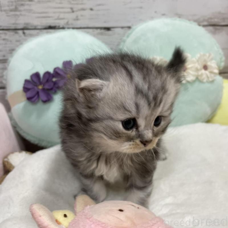 販売中の静岡県のミックス-130309の10枚目