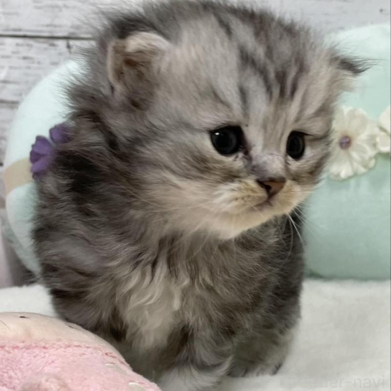 販売中の静岡県のミックス-130309の2枚目