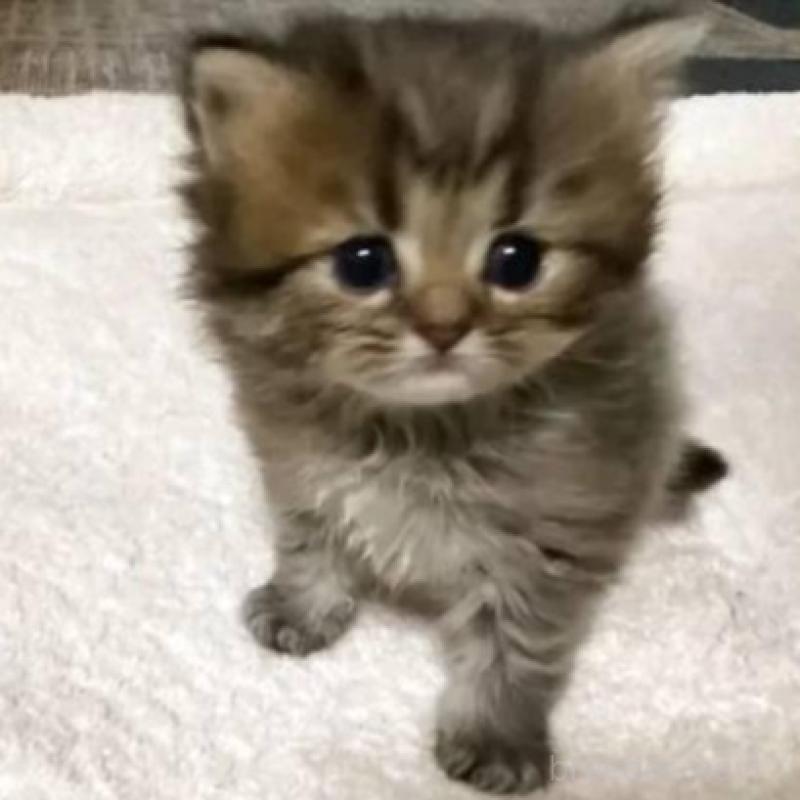 販売中の宮城県のペルシャ(チンチラ)-130310の2枚目