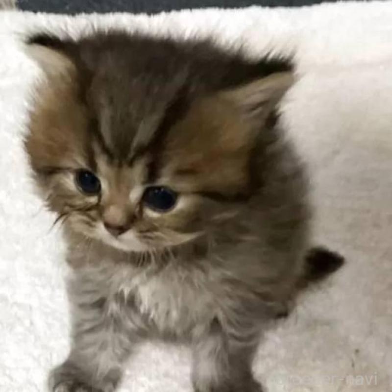 販売中の宮城県のペルシャ(チンチラ)-130310の1枚目