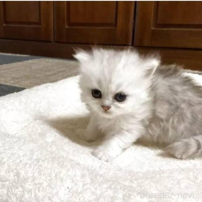 販売中の宮城県のペルシャ(チンチラ)-130311の2枚目