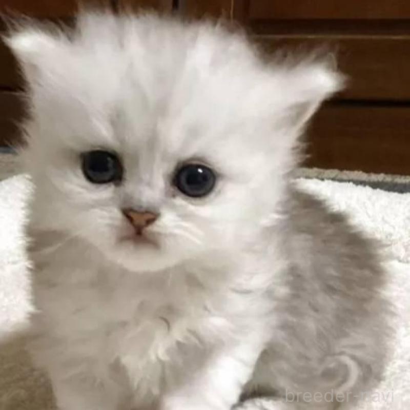 販売中の宮城県のペルシャ(チンチラ)-130311