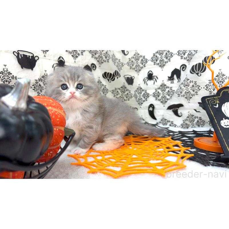 成約済の千葉県のスコティッシュフォールド(折れ耳)-129870の8枚目