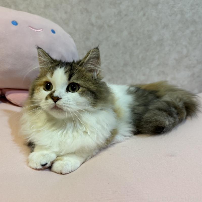 成約済の千葉県のミヌエット(短足)-122115の1枚目