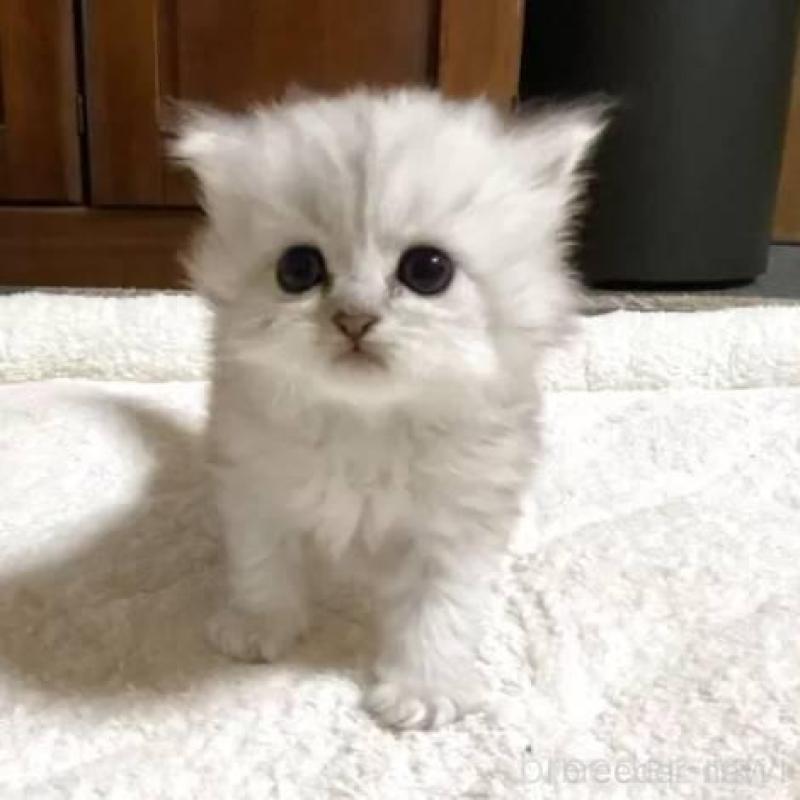 販売中の宮城県のペルシャ(チンチラ)-130312の2枚目