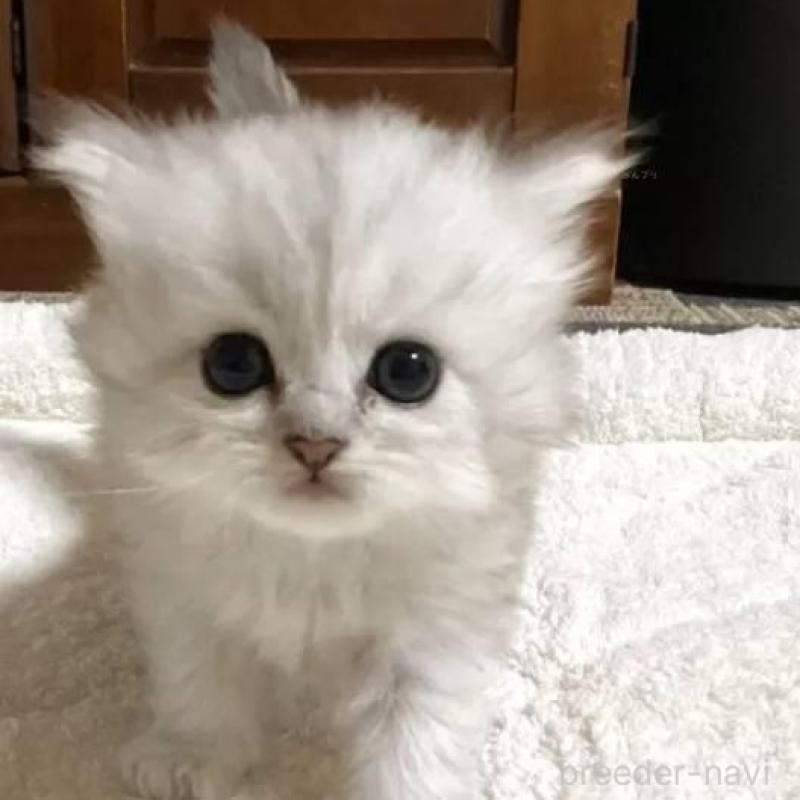 販売中の宮城県のペルシャ(チンチラ)-130312