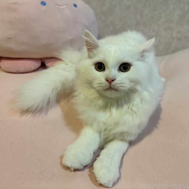 販売中ののミヌエット-122775