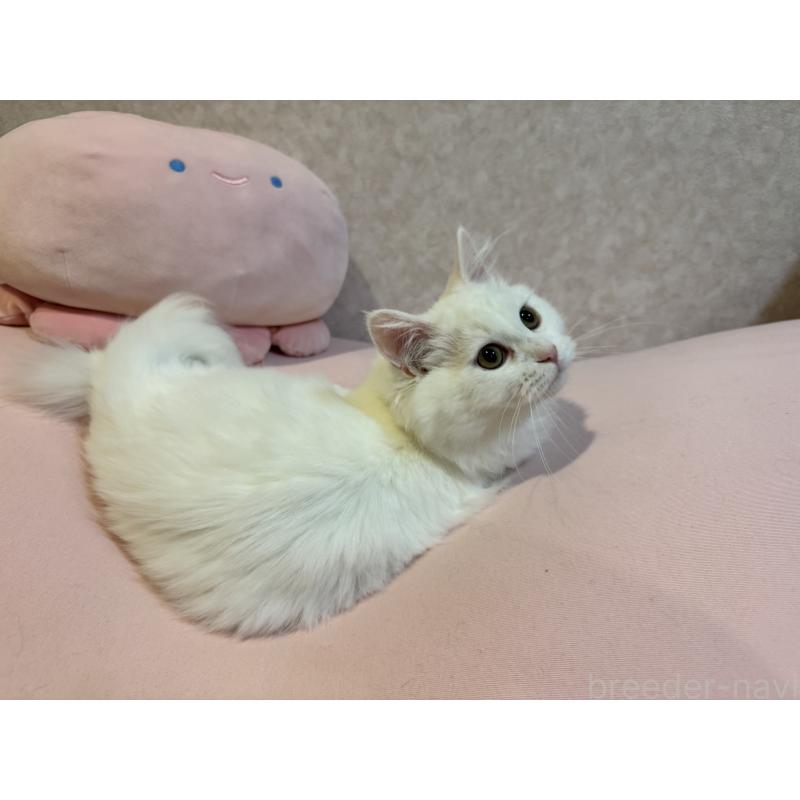 成約済の千葉県のミヌエット-122775の3枚目