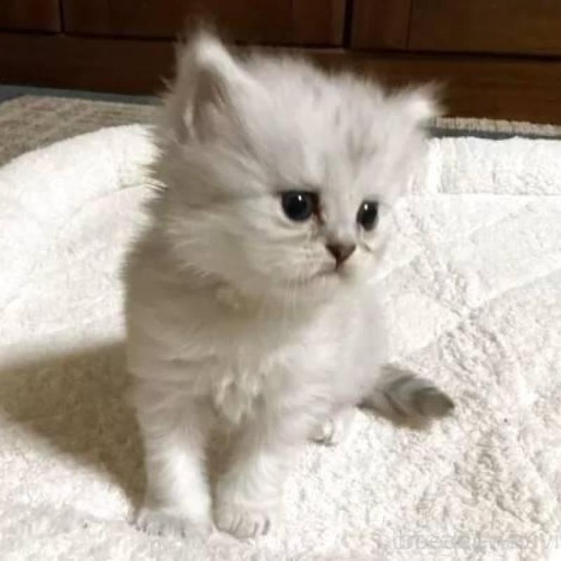 販売中の宮城県のペルシャ(チンチラ)-130313の2枚目