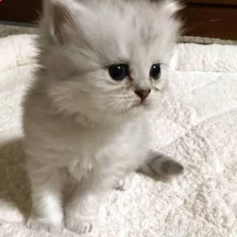 販売中の宮城県のペルシャ(チンチラ)-130313