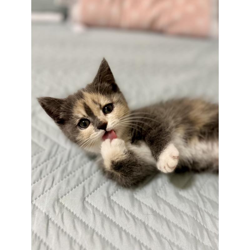 販売中の香川県のミヌエット(短足)-130233の2枚目