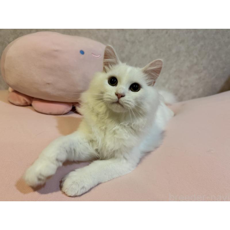 販売中の千葉県のミヌエット-122778の3枚目