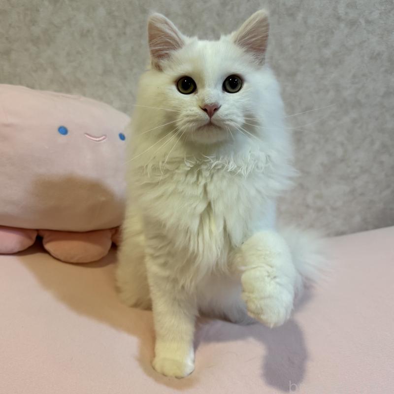 成約済の千葉県のミヌエット-122777の1枚目