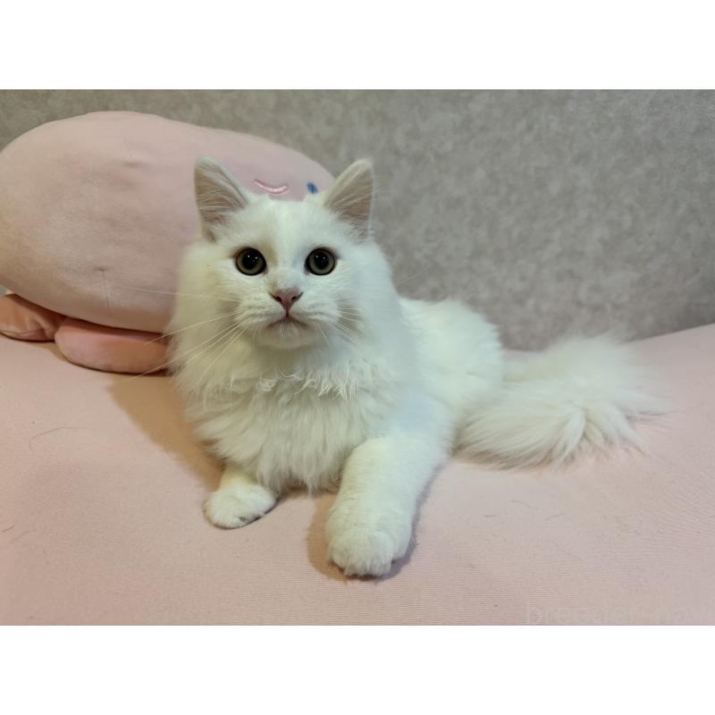 成約済の千葉県のミヌエット-122777の2枚目