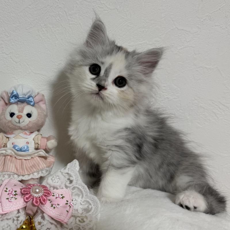 販売中の千葉県のマンチカン-128535