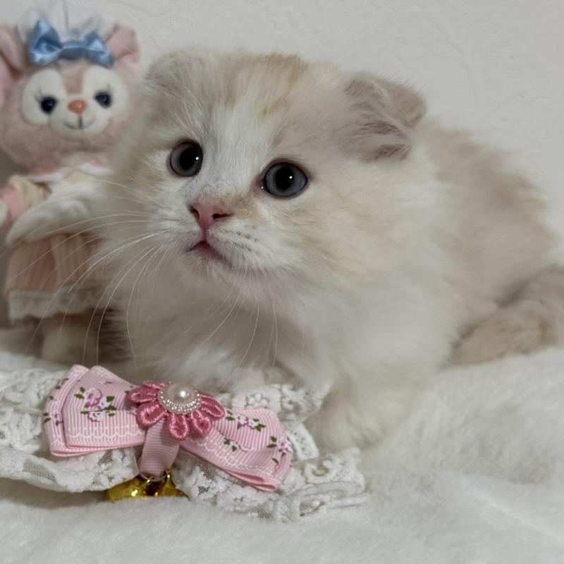 販売中の千葉県のマンチカン(短足)-128542