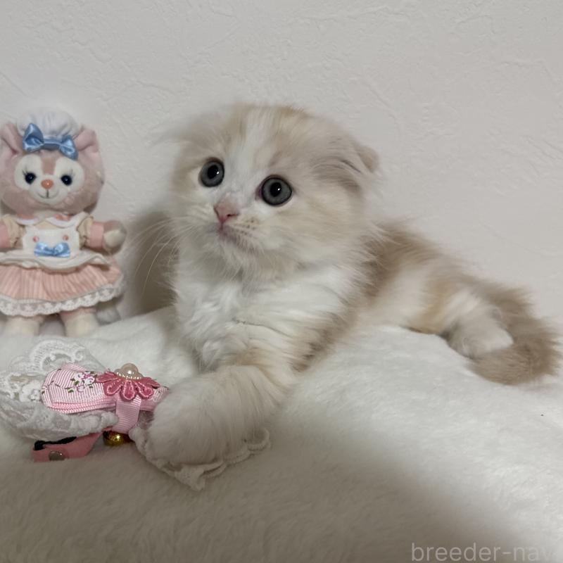 販売中の千葉県のマンチカン-128541の5枚目