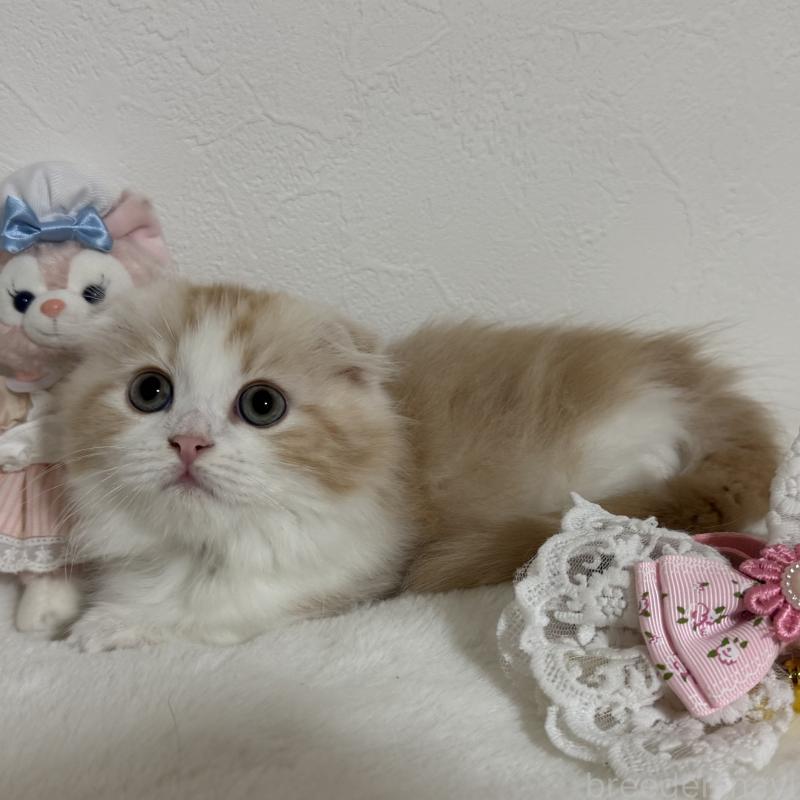 販売中の千葉県のマンチカン(短足)-128539の4枚目