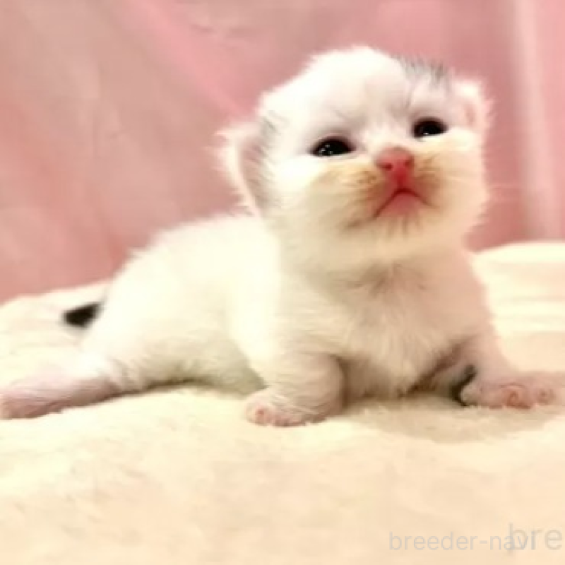 販売中の東京都のマンチカン(短足)-130314の3枚目