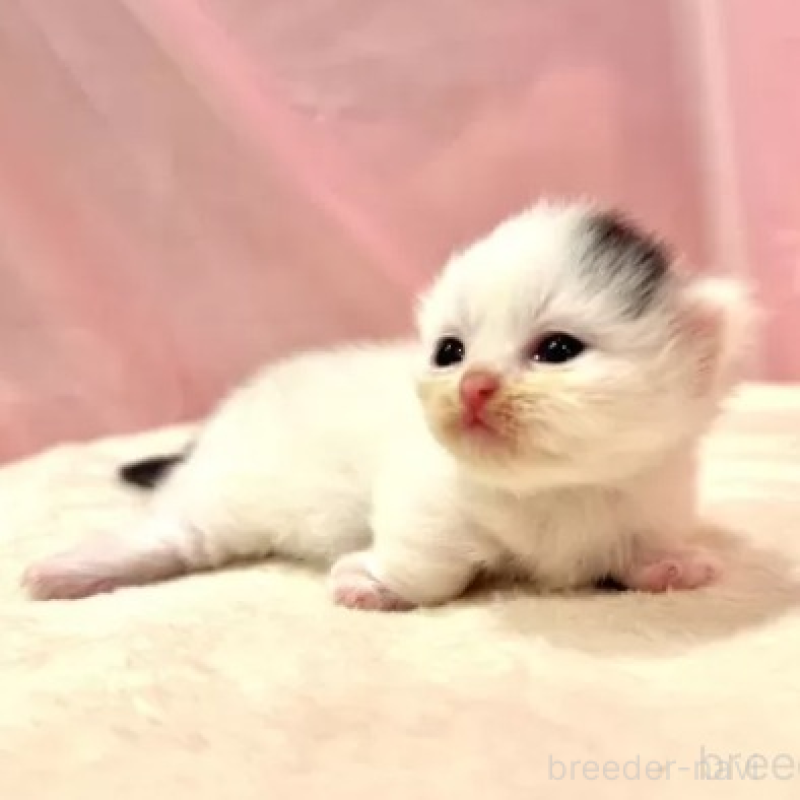 販売中の東京都のマンチカン(短足)-130314の2枚目