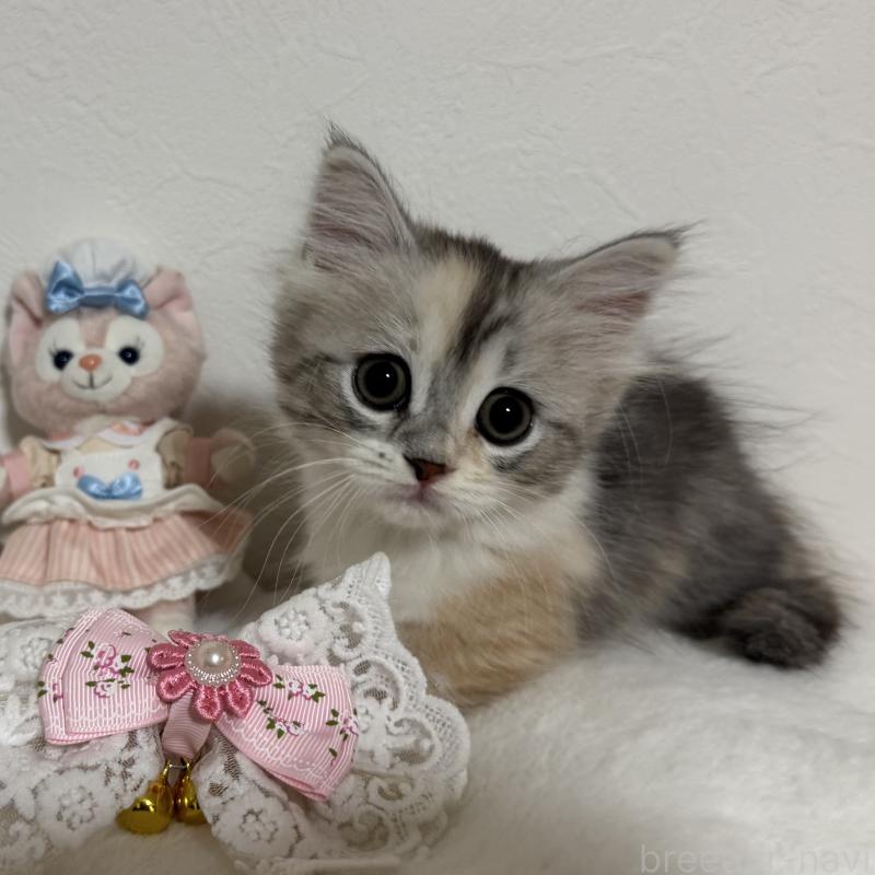 販売中の千葉県のマンチカン(短足)-128536の5枚目