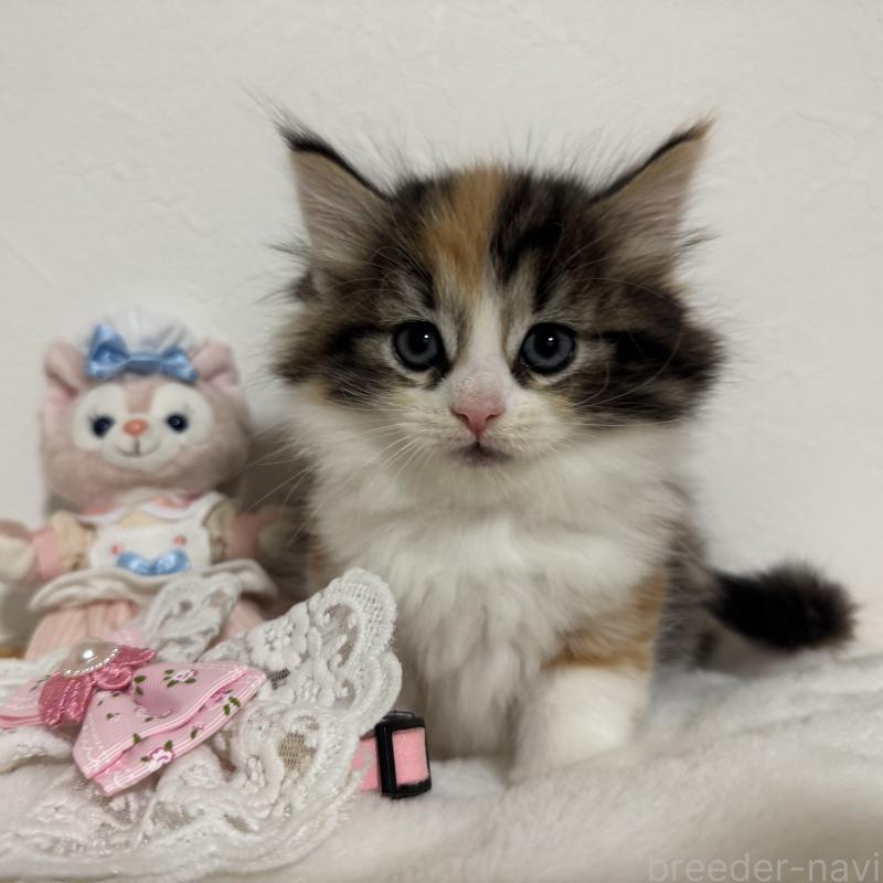 販売中の千葉県のノルウェージャンフォレストキャット-129511の3枚目