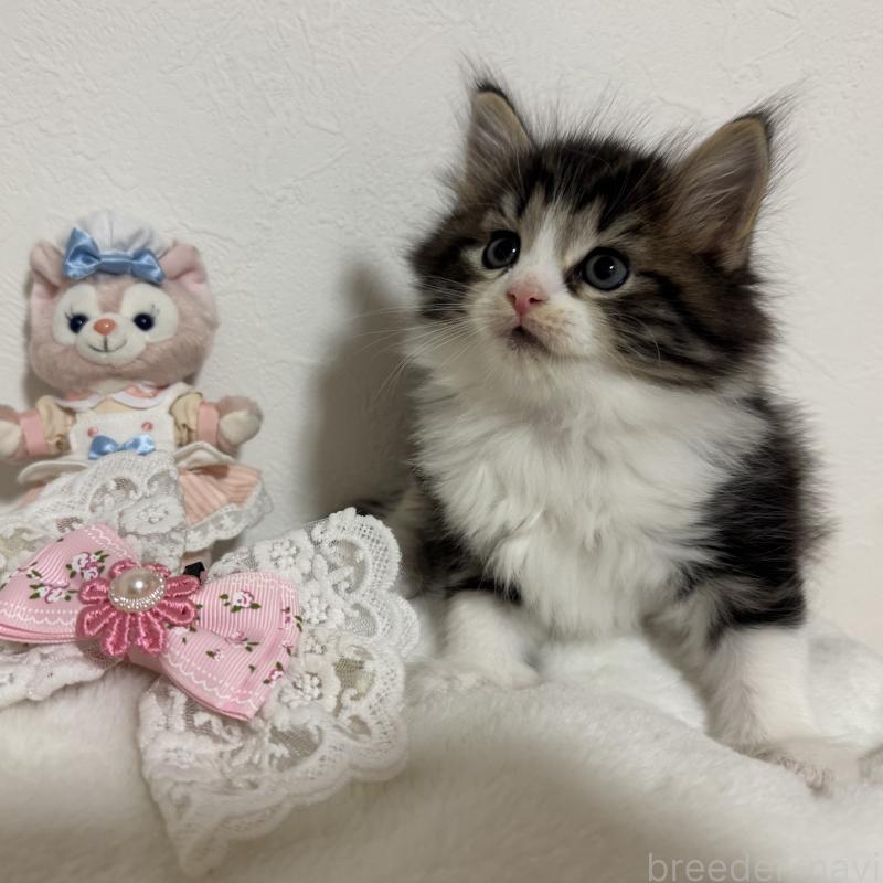 販売中の千葉県のノルウェージャンフォレストキャット-129515