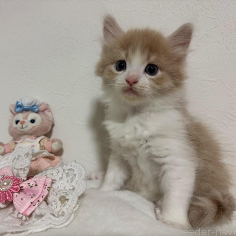 販売中の千葉県のノルウェージャンフォレストキャット-129682