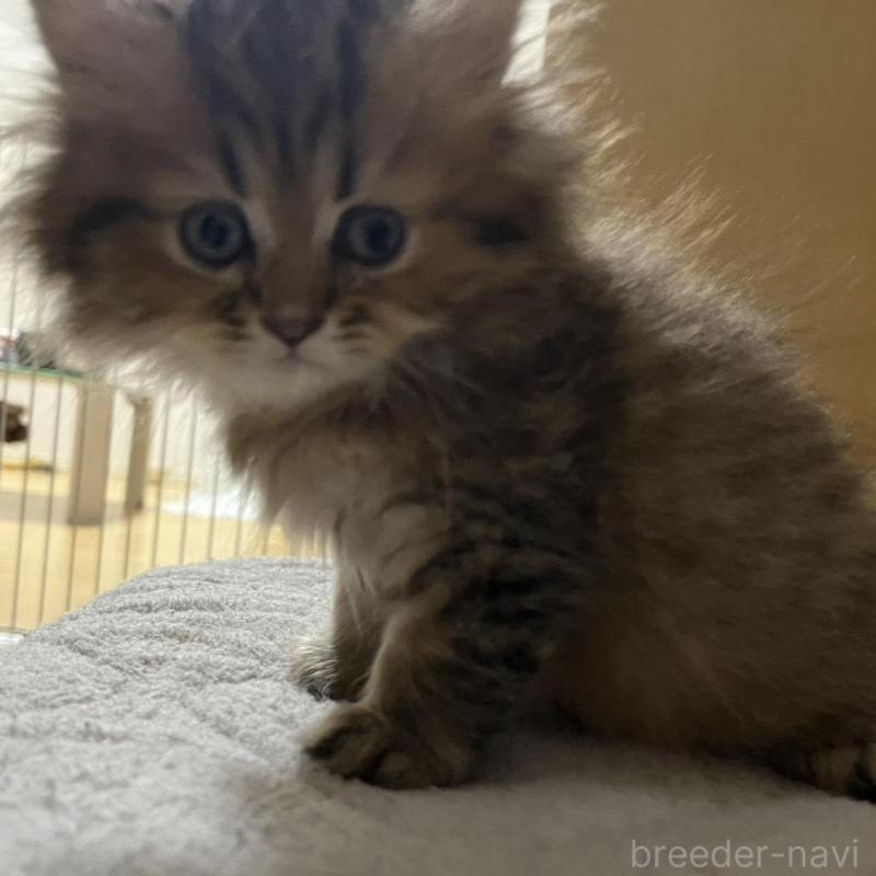 販売中の愛知県のペルシャ(チンチラ)-128151