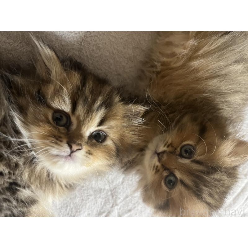 販売中の愛知県のペルシャ(チンチラ)-128152の2枚目