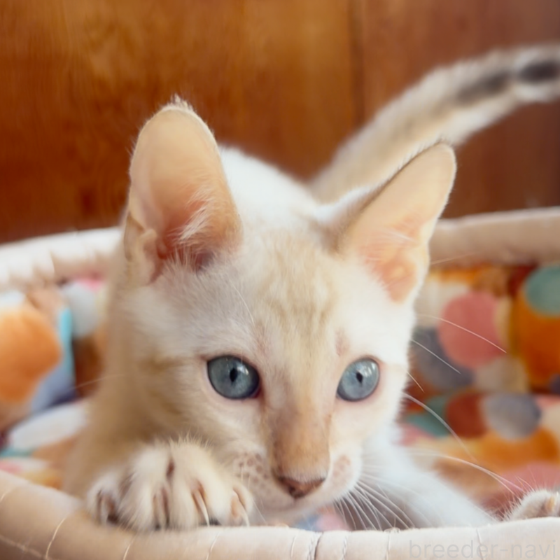 販売中ののベンガル-130315