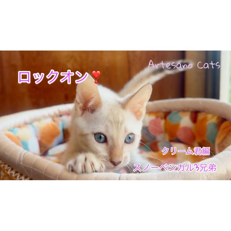 販売中の東京都のベンガル-130315の10枚目