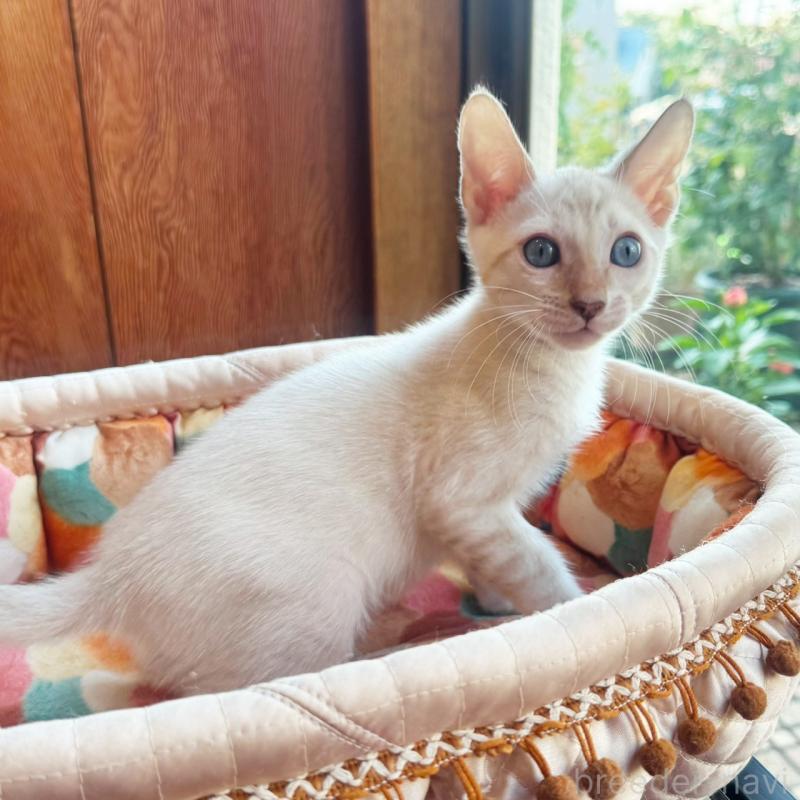 販売中の東京都のベンガル-130315の9枚目