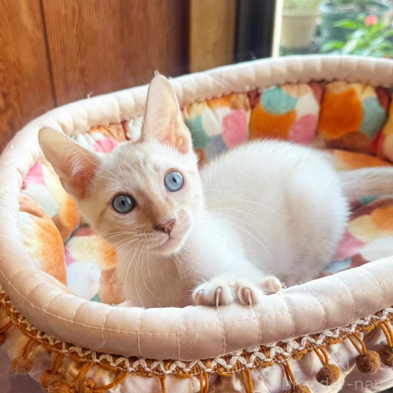 販売中の東京都のベンガル-130315の7枚目