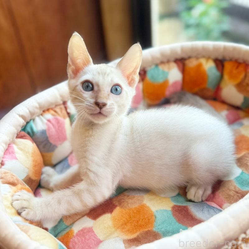 販売中の東京都のベンガル-130315の8枚目