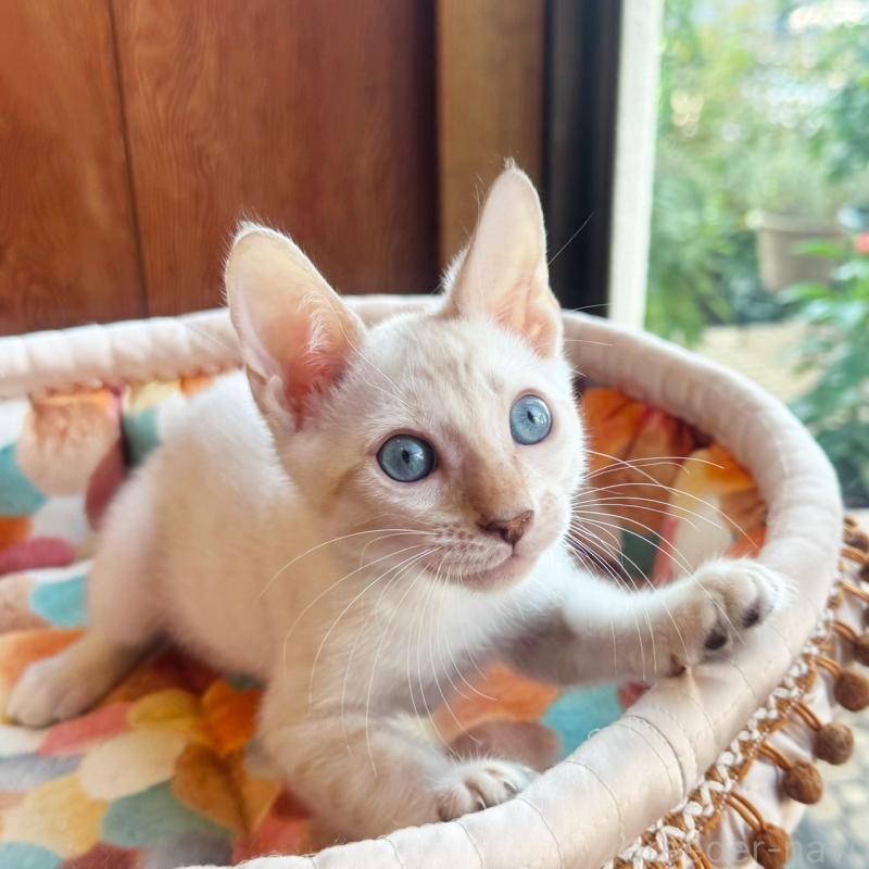 販売中の東京都のベンガル-130315の6枚目