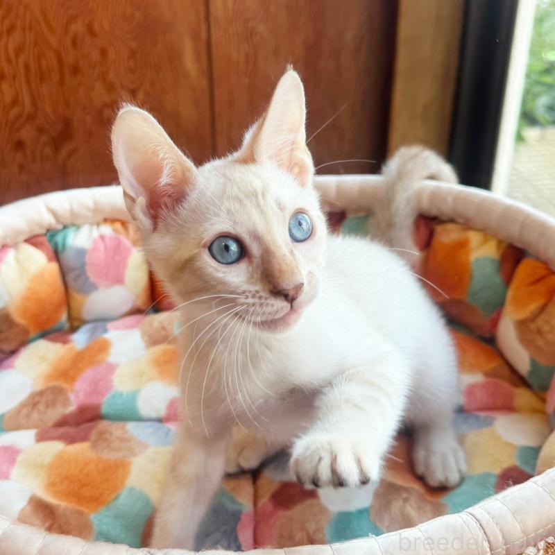 販売中の東京都のベンガル-130315の5枚目